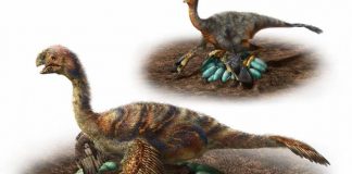 Study: How huge dinosaurs nested without crushing their eggs Study: How huge dinosaurs nested without crushing their eggs