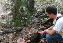 Offbeat: Biosecurity reduces invasions of plant pathogens over a national border — (Reports)