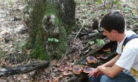 Offbeat: Biosecurity reduces invasions of plant pathogens over a national border — (Reports)