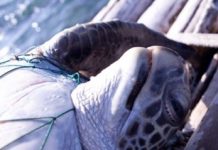 Science: Thousands of turtles netted off South America — (research)