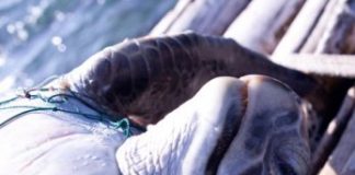 Science: Thousands of turtles netted off South America — (research)