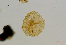 Science: Red tide fossils point to Jurassic sea flood — (research)