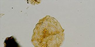 Science: Red tide fossils point to Jurassic sea flood — (research)