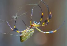 Science: The way spider glues function in humid conditions provides clues for better commercial adhesives — (research)