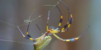 Science: The way spider glues function in humid conditions provides clues for better commercial adhesives — (research)