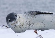 Science: Secret life of an enigmatic Antarctic apex predator — (research)