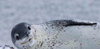 Science: Secret life of an enigmatic Antarctic apex predator — (research)