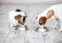 Science: Dogs prefer to eat fat, and cats surprisingly tend toward carbs — (research)