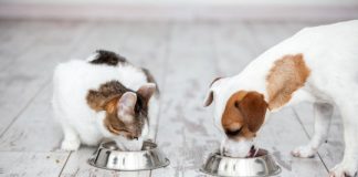 Science: Dogs prefer to eat fat, and cats surprisingly tend toward carbs — (research)