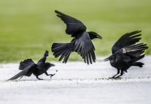 Science: You talking to me? Scientists try to unravel the mystery of 'animal conversations' (research)