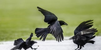 Science: You talking to me? Scientists try to unravel the mystery of 'animal conversations' (research)