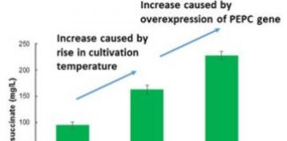 Tech: World’s most efficient production of succinate from carbon dioxide — (Report)