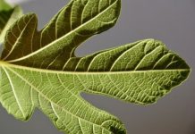 Science: Newly discovered regulation process explains plant development — (research)