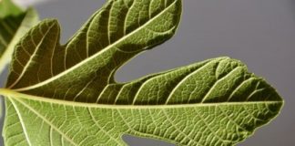 Science: Newly discovered regulation process explains plant development — (research)