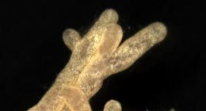 Science: Pollution hits the fungi that nourish European trees — (research)