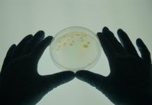 Science: Immunization with beneficial bacteria makes brain more stress resilient — (research)