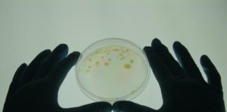 Science: Immunization with beneficial bacteria makes brain more stress resilient — (research)