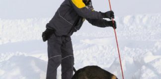 Science: Human encouragement might influence how dogs solve problems — (research)