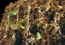 Study: Deadly behavior-modifying weapon identified in insect-world chemical arms race —