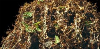 Study: Deadly behavior-modifying weapon identified in insect-world chemical arms race —