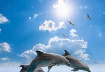 Study: The harvest of aquatic mammals for bait is widespread globally, but most common in Latin America and Asia —