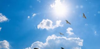 Study: The harvest of aquatic mammals for bait is widespread globally, but most common in Latin America and Asia —