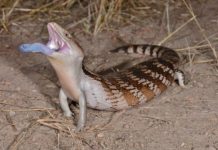 Study: Researchers investigate how the blue-tongued skink uses a full-tongue display to deter attacking predators —