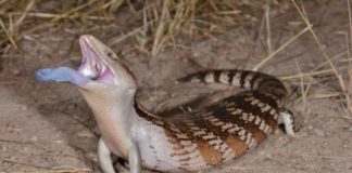 Study: Researchers investigate how the blue-tongued skink uses a full-tongue display to deter attacking predators —