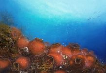 Science: New shrimp species named after Bilbo Baggins — (research)