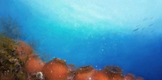 Science: New shrimp species named after Bilbo Baggins — (research)