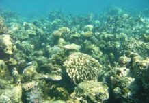 Science: Algal partner responds to climate-change stresses more strongly than coral host — (research)