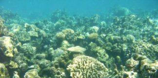 Science: Algal partner responds to climate-change stresses more strongly than coral host — (research)