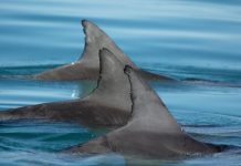 Study: In male dolphin alliances, ‘everybody knows your name’ —