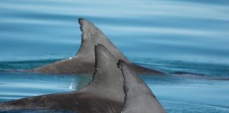 Study: In male dolphin alliances, ‘everybody knows your name’ —