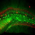Health: Maps made of nerve cells — (Study)