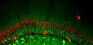 Health: Maps made of nerve cells — (Study)