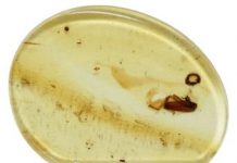 Science: Tiny paragliding beetle that lived with dinosaurs discovered in amber, named ‘Jason’ — (research)