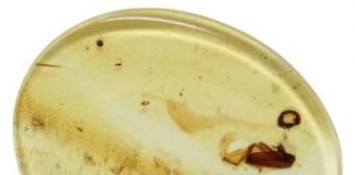 Science: Tiny paragliding beetle that lived with dinosaurs discovered in amber, named ‘Jason’ — (research)