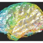 Health: These traveling waves reflect patterns of neuronal activity that move across the cortex and are important for memory and cognition — (Study)