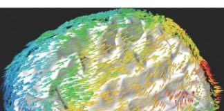 Health: These traveling waves reflect patterns of neuronal activity that move across the cortex and are important for memory and cognition — (Study)