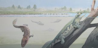 Study: Two new species are Africa’s earliest known four-legged vertebrates —