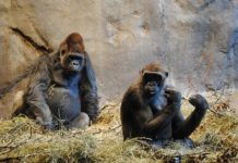 Study: Better understanding of genetic influences on primate and human brain differences was also gained through comparative organoid models — ScienceDaily