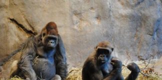 Study: Better understanding of genetic influences on primate and human brain differences was also gained through comparative organoid models — ScienceDaily