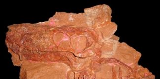 Study: ‘Monstrous’ new Russian saber-tooth fossils clarify early evolution of mammal lineage —