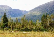 Science: Populations of widely spread tree species respond differently to climate change — (research)