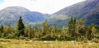 Science: Populations of widely spread tree species respond differently to climate change — (research)