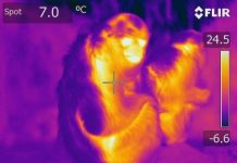 Science: Golden snub-nosed monkeys adjust nutrient intake in winter — (research)