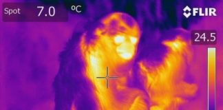 Science: Golden snub-nosed monkeys adjust nutrient intake in winter — (research)