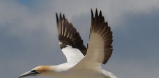 Science: Consumption by humans and marine animals impacted — (research)