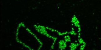 Tech: Measuring metabolites in algae one cell at a time — (Report)